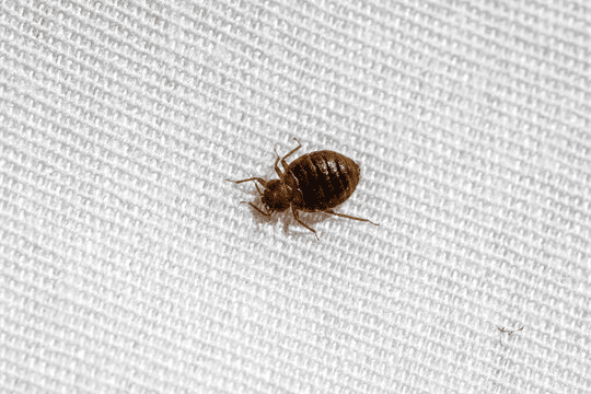 Bed Bug Service