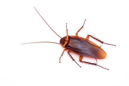 Roach Service